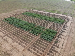 2022 Canola Sowing, when is too late?