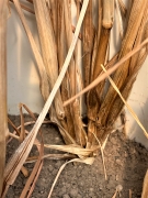 Crown rot: interesting interactions with plant populations, N and variety.