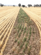 Increasing wheat sowing rates for weed control: does it lead to lower yield or quality?