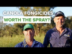 30/6/26 GRDC Video: Canola fungicides - worth the spray in low-medium rainfall zones?