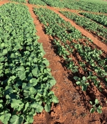 Does your canola really need sulfur?