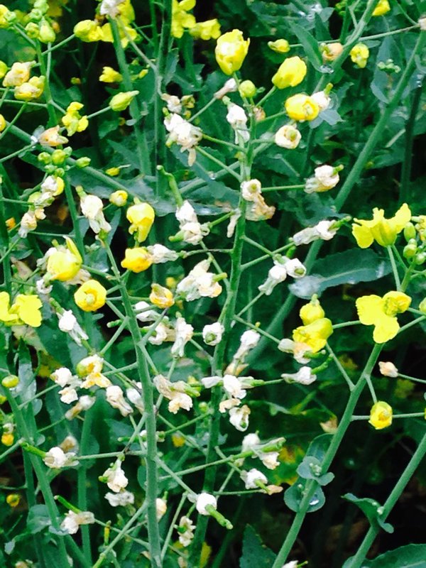 Clethodim damage in Canola