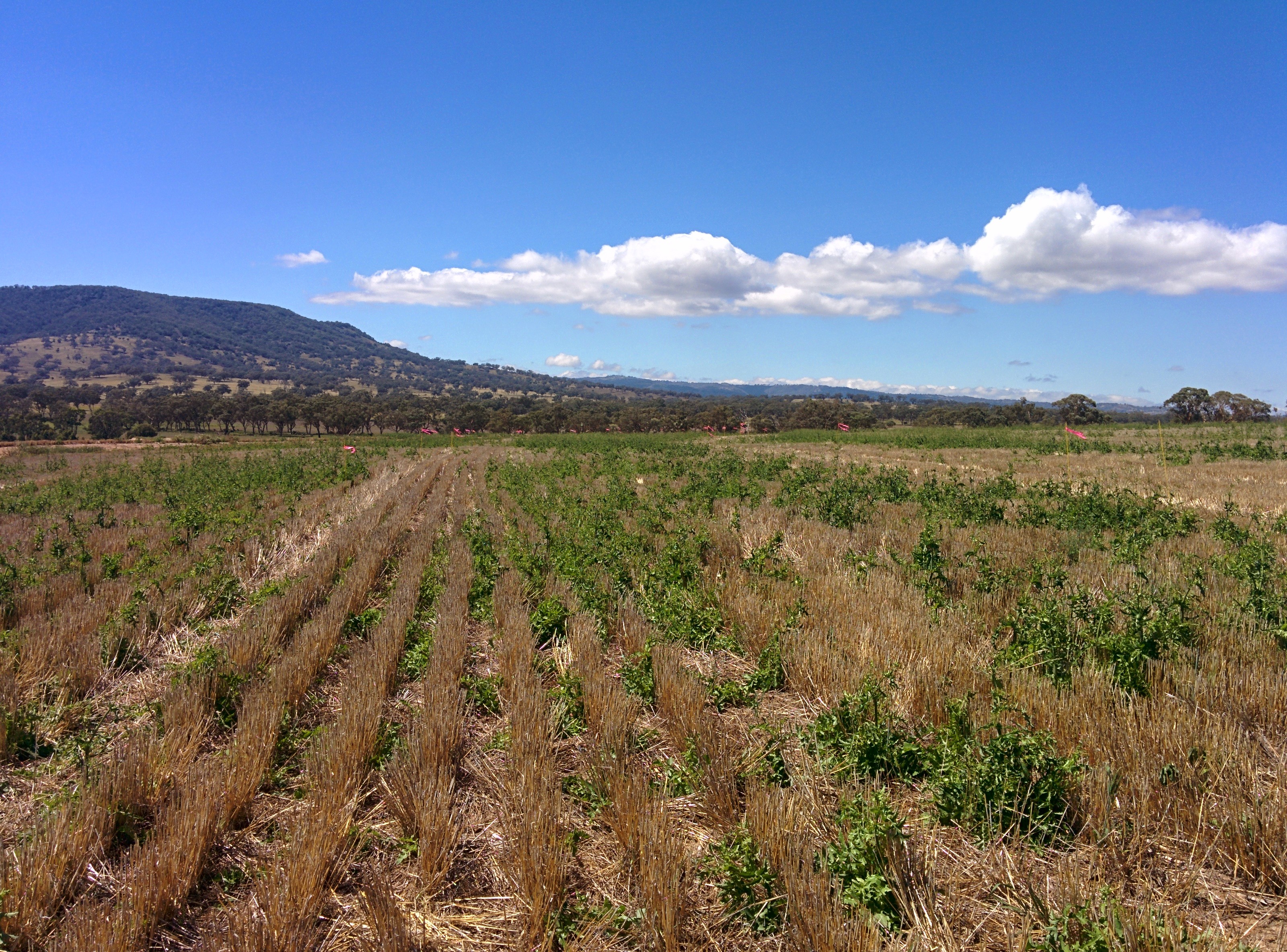 Sowthistle at Coolah